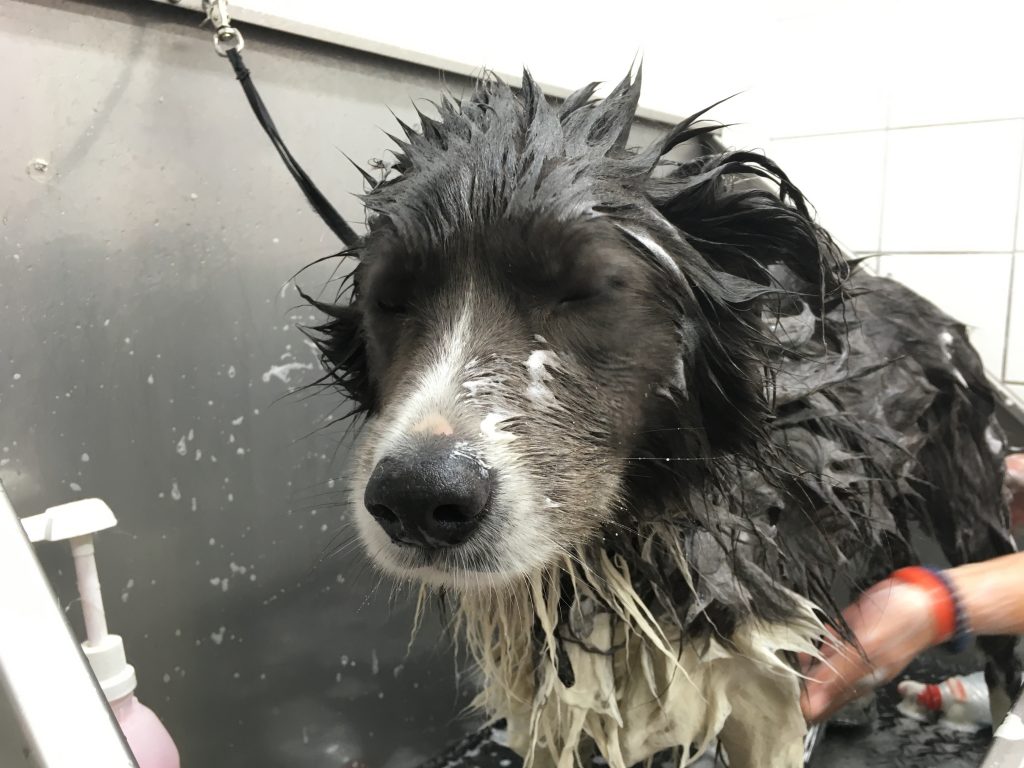 Bordercollie wassen shampoo