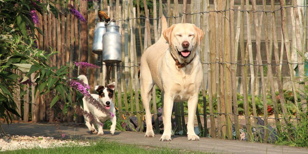 Jack Russel met labrador retriever in de tuin