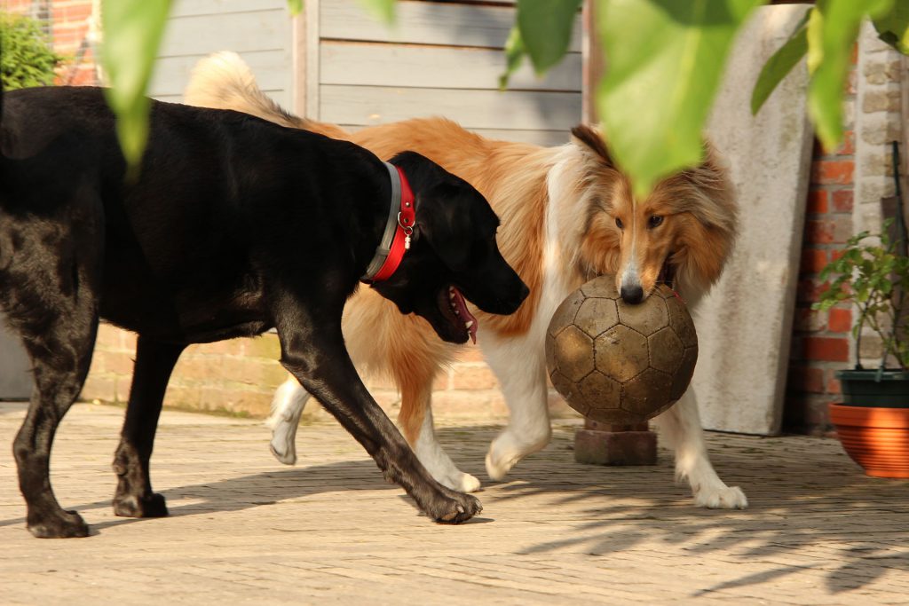 Collie en labrador retriever met bal op terras