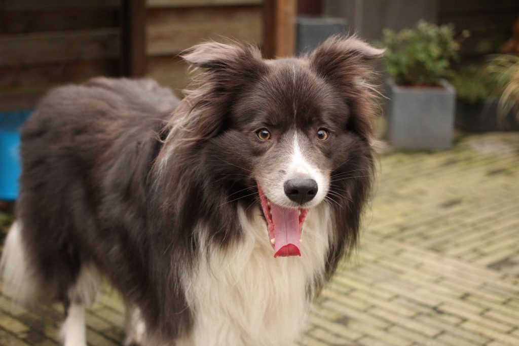 Bordercollie Kobus