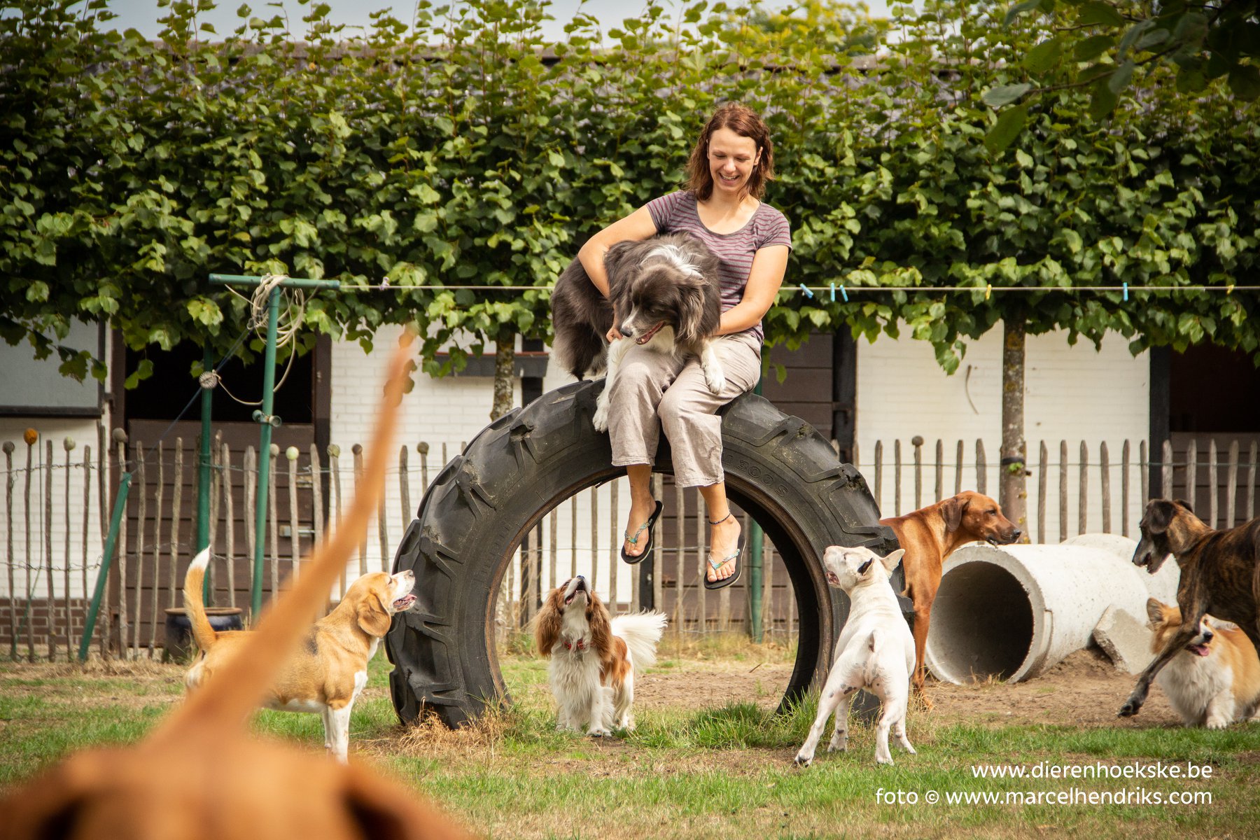 Tuin Dierenhoekske met band en tunnel