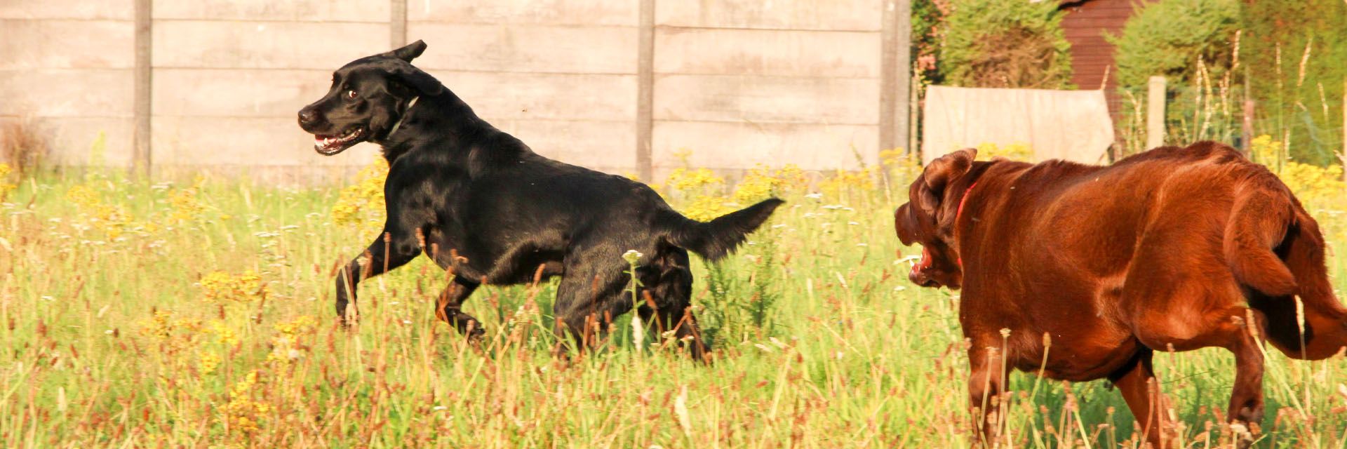 Vakantieverblijf voor honden en katten. Opvang van dieren in huiselijke sfeer. Dierenpension gelegen in de omgeving van Dessel en Retie, nabij Turnhout, Kasterlee, Geel en Mol.